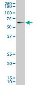 EOMES Antibody in Western Blot (WB)