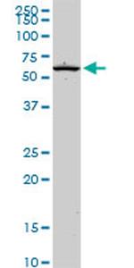 EOMES Antibody in Western Blot (WB)