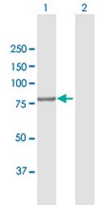 CUL4A Antibody in Western Blot (WB)