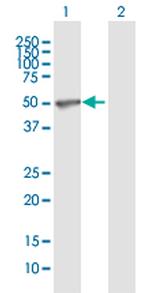 TEAD2 Antibody in Western Blot (WB)