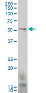 GCM1 Antibody in Western Blot (WB)