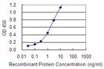 BARX2 Antibody in ELISA (ELISA)