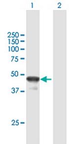 BLZF1 Antibody in Western Blot (WB)