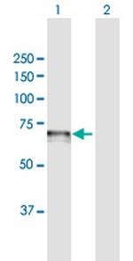 CDC14A Antibody in Western Blot (WB)