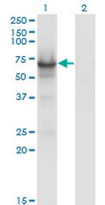 CDC14A Antibody in Western Blot (WB)