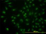 CDC14A Antibody in Immunocytochemistry (ICC/IF)