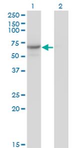 CDC14A Antibody in Western Blot (WB)