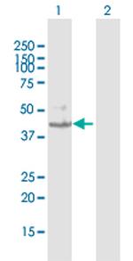 KMO Antibody in Western Blot (WB)