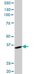 AKR7A2 Antibody in Western Blot (WB)