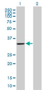 AKR7A2 Antibody in Western Blot (WB)