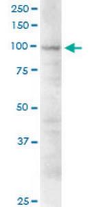 EIF3S8 Antibody in Western Blot (WB)