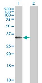 EIF3S1 Antibody in Western Blot (WB)