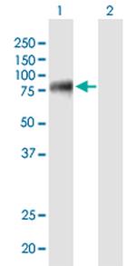 EIF4G3 Antibody in Western Blot (WB)