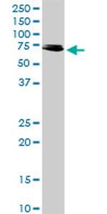 RIPK2 Antibody in Western Blot (WB)