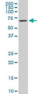 RIPK2 Antibody in Western Blot (WB)