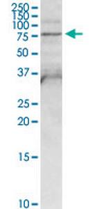 FPGT Antibody in Western Blot (WB)