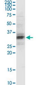 PEX11A Antibody in Western Blot (WB)