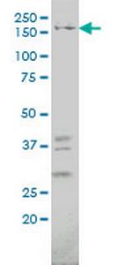 IQGAP1 Antibody in Western Blot (WB)