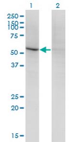 CD84 Antibody in Western Blot (WB)