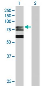 GMPS Antibody in Western Blot (WB)