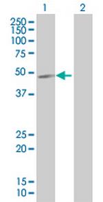 HDAC3 Antibody in Western Blot (WB)