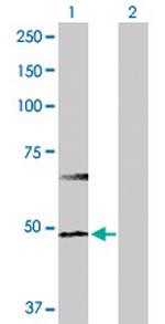 HDAC3 Antibody in Western Blot (WB)