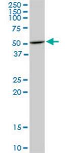 HDAC3 Antibody in Western Blot (WB)