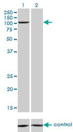 PCAF Antibody in Western Blot (WB)