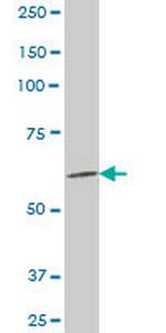 AKAP4 Antibody in Western Blot (WB)