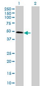 CDC123 Antibody in Western Blot (WB)