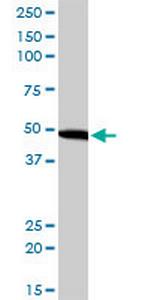 EIF2S2 Antibody in Western Blot (WB)