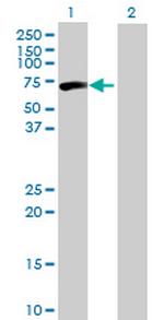 CPNE3 Antibody in Western Blot (WB)