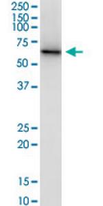 CPNE3 Antibody in Western Blot (WB)