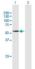 CCNA1 Antibody in Western Blot (WB)