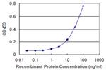 CCNA1 Antibody in ELISA (ELISA)