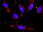 CCNA1 Antibody in Proximity Ligation Assay (PLA) (PLA)