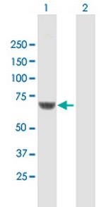 CPNE1 Antibody in Western Blot (WB)