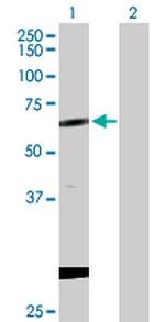 CPNE1 Antibody in Western Blot (WB)