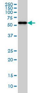 CPNE1 Antibody in Western Blot (WB)