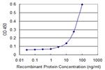 TOP3B Antibody in ELISA (ELISA)