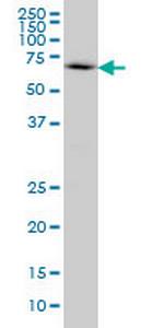 WASL Antibody in Western Blot (WB)