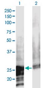 NOL3 Antibody in Western Blot (WB)