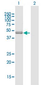 NFS1 Antibody in Western Blot (WB)