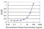 USP6 Antibody in ELISA (ELISA)