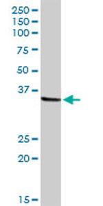 NMI Antibody in Western Blot (WB)