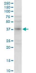 NMI Antibody in Western Blot (WB)