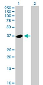 NMI Antibody in Western Blot (WB)