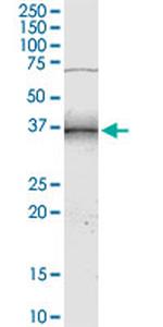 NMI Antibody in Western Blot (WB)