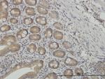 NMI Antibody in Immunohistochemistry (Paraffin) (IHC (P))