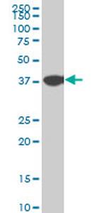 NMI Antibody in Western Blot (WB)